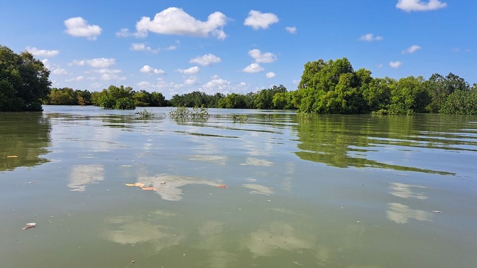 Mangrove forest